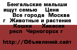 Бенгальские малыши ищут семью) › Цена ­ 5 500 - Все города, Москва г. Животные и растения » Кошки   . Хакасия респ.,Черногорск г.